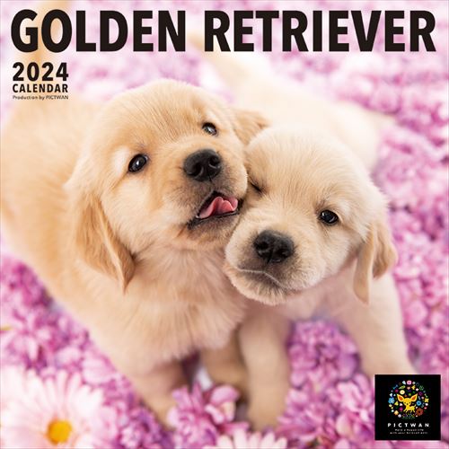 ゴールデン・レトリーバー PICTWAN (ピクトワン) カレンダー DOG 【L版】 2024年カレンダー 24CL-50011L